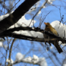 Az ismeretlen Cegléd