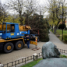 Megérkezett a város karácsonyfája