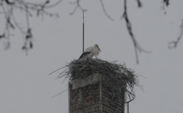 Meglepődtek a ceglédi gólyák