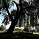 Csemőben is járt a nemzetközi zsűri