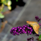 Színpompás bemutató