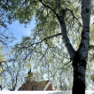 Virágvásár és főzőfesztivál Csemőben