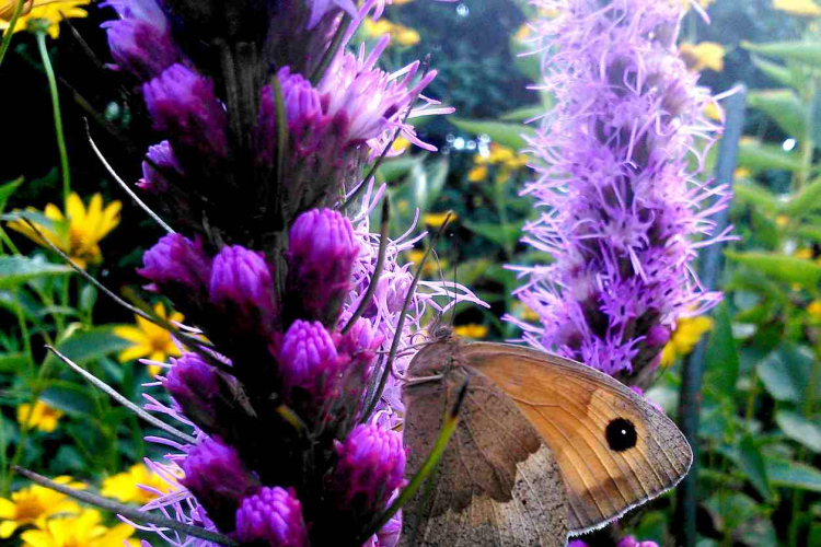 Telefonfotók - Ceglédi hangulatok