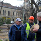 Felállították a város karácsonyfáját