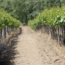 Városi Nyitott Pince Napok 2013