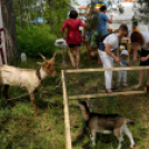 Hétközepi majális