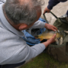 Éhmann Ferenc Emlék Kupa