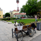 Ments meg egy árvácskát!