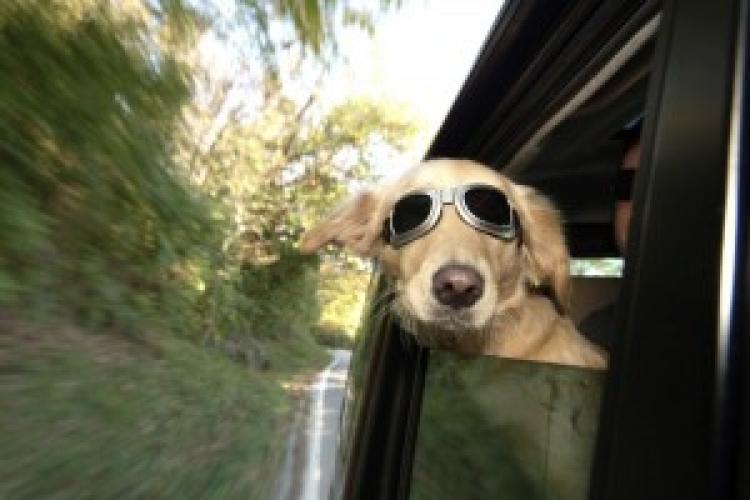 Utazás kutyával