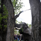 Elefántok érkeztek a Vörösmarty térre