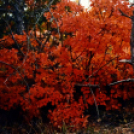 Megnyílt a Ceglédi Fotóklub kiállítása