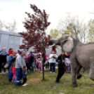 Elefántok érkeztek a Vörösmarty térre
