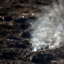 Száraz növényzet égett