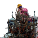 Fenyőfaállítás a Szabadság téren