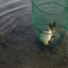 Éhmann Ferenc Emlék Kupa