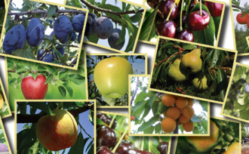 Most alapozd meg a jövő évi termésedet!