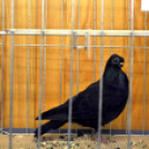 Galambkiállítás Cegléden