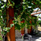 XIII. Nyitott Pince Nap