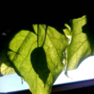 Telefonfotók - Ceglédi hangulatok