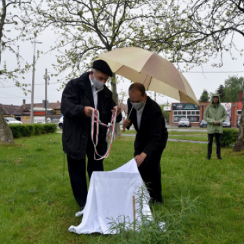 Czigle fűzfákat ültettek a Malom térre