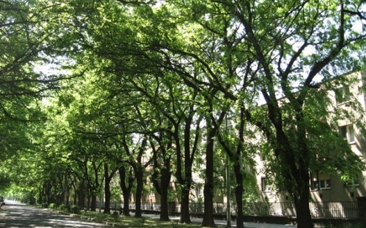 Nekilátnak a tavaszi fasori munkáknak Cegléden