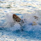 Cegléd - Szolnok 11-3