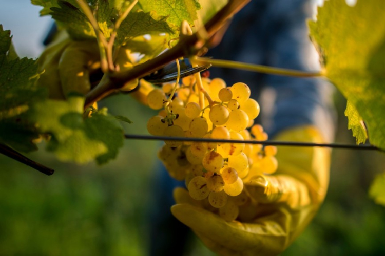 Elkezdődött a szüret