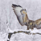 MAFOSZ kiállítás képei