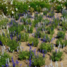 Kováts Zoltán Emlékülés Csemőben