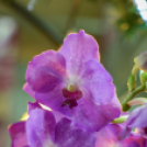 Orchideák éjszakája az Oázis kertészetben