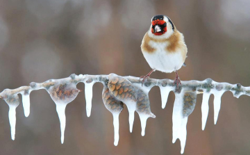 Azt csiripelik a madarak, hogy kemény esténk lesz