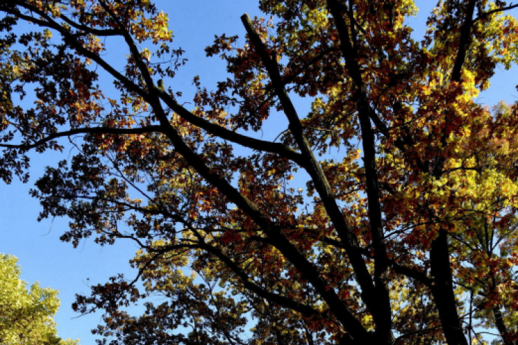 Ceglédi Bababörze a Gál József Sportcsarnokban.