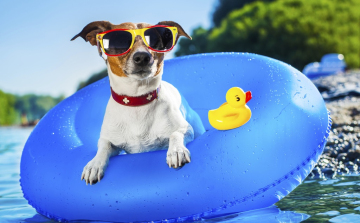 Kutyameleg hétvégénk lesz, irány a strand!