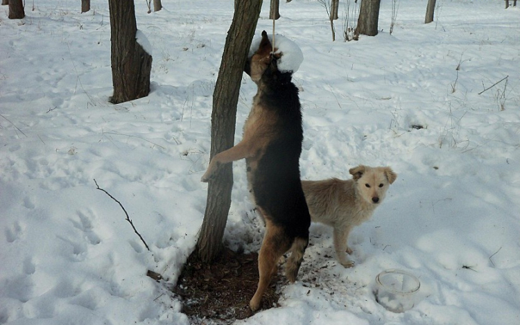Kegyetlen állatkínzás! 100 000 Ft a nyomravezetőnek