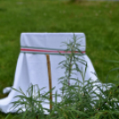 Czigle fűzfákat ültettek a Malom térre