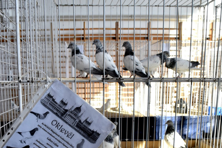 Galambkiállítás Cegléden