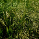 Karanténséta a Gerje parton