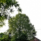 Városalapítók napja Cegléd