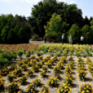 Kováts Zoltán Emlékülés Csemőben