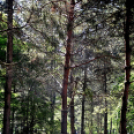 Főzőverseny a Laskafesztiválon