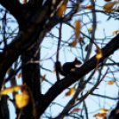 Ceglédi mókuscsalád