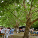 Semmelweis nap Cegléden