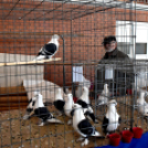 Galambkiállítás Cegléden