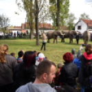 Elefántok érkeztek a Vörösmarty térre