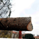 Felállították a város karácsonyfáját