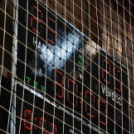 CEGLÉDI KKSE–SZESE GYŐR 25–25 (13–12)