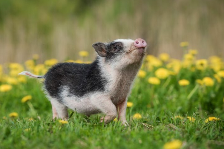 A törpemalacok nem kötődnek gazdájukhoz egy új tanulmány szerint