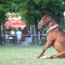 IX. Bor és Laskafesztivál - IV. Ceglédi Vágta