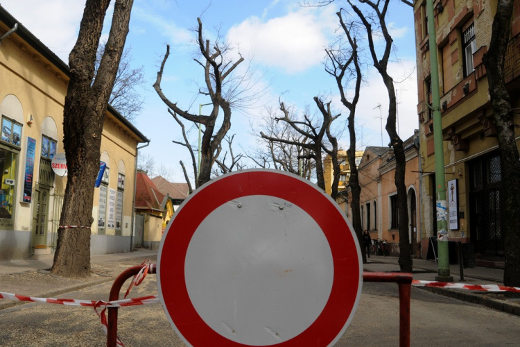 Megmetszették az ostorfákat