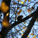 Ceglédi mókuscsalád